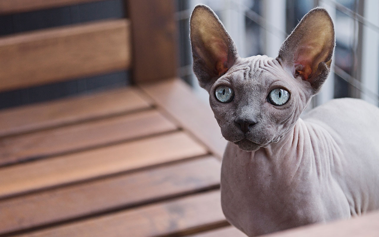 The Cat The Cat